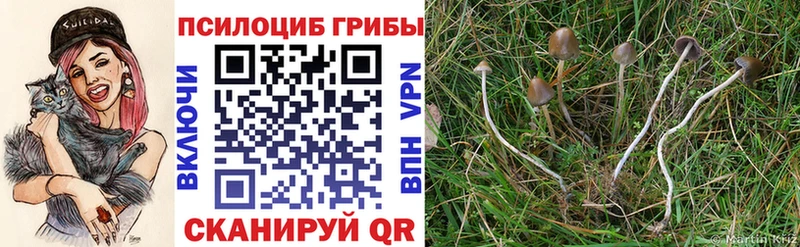 Галлюциногенные грибы Psilocybe мега сайт Уржум